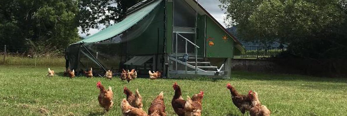 poules_1